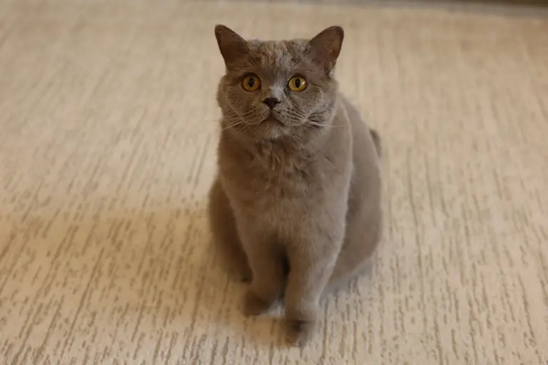 Charming British Shorthair cat with plush gray fur sitting indoors on a cozy carpet.