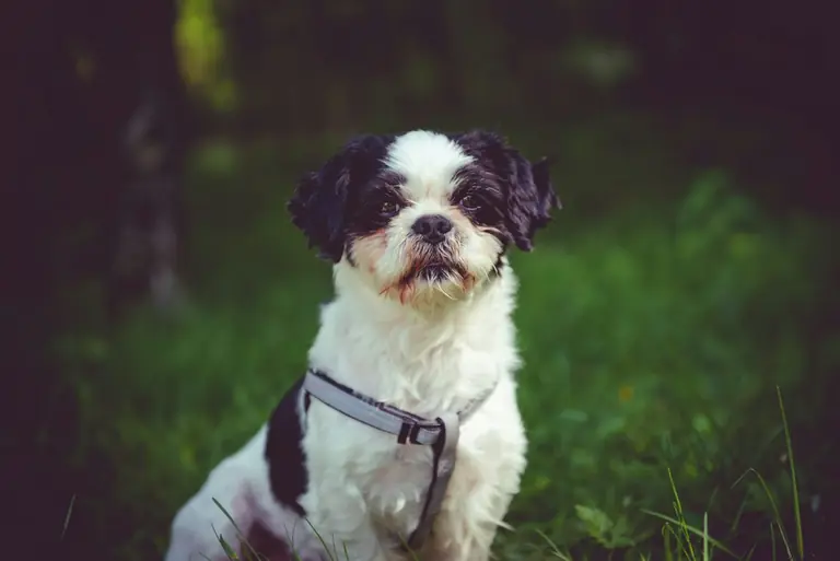a small black and white dog sitting in the grass