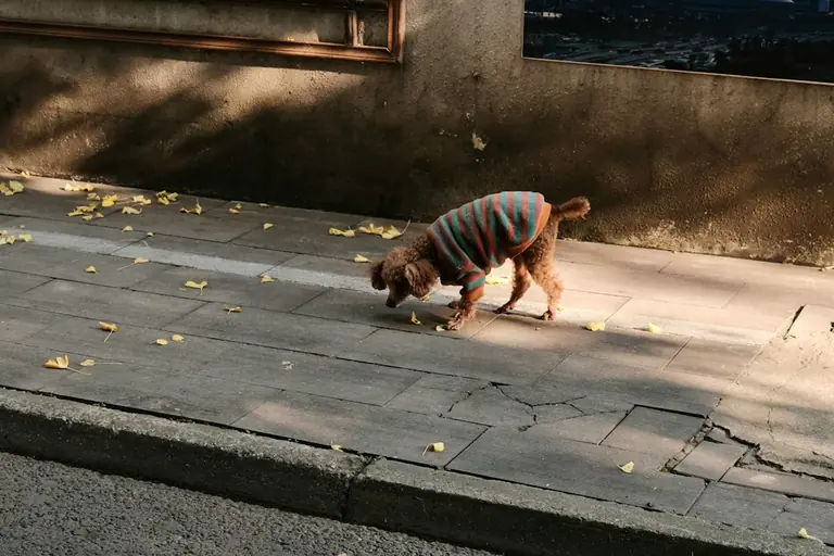 A dog wearing a sweater walking down the street