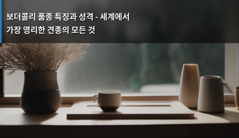 보더콜리 품종 특징과 성격 – 세계에서 가장 영리한 견종의 모든 것