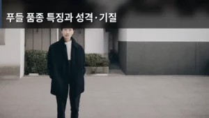 푸들 품종 특징과 성격·기질, 우리 아이에게 맞는 친구 찾기