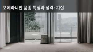 포메라니안 품종 특징과 성격·기질, 완벽 가이드로 만나는 사랑스러운 친구