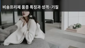 비숑프리제 품종 특징과 성격·기질 완벽 분석하기