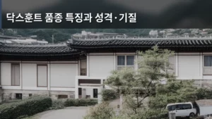 닥스훈트 품종 특징과 성격·기질 완벽 가이드로 만나는 매력 속의 친구