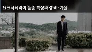 요크셔테리어 품종 특징과 성격·기질, 우리 집 강아지 맞을까?