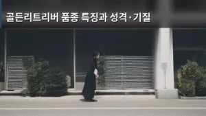 골든리트리버 품종 특징과 성격·기질 완벽 분석하기