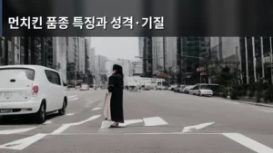 강아지 선택 가이드: 먼치킨 품종 특징과 성격·기질 완벽 분석