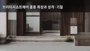 브리티시쇼트헤어 품종 특징과 성격·기질 완벽 분석 가이드