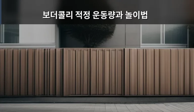 보더콜리 적정 운동량과 놀이법 가이드