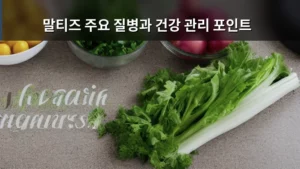 말티즈 주요 질병과 건강 관리 포인트, 똑똑하게 돌보는 방법 알아보기