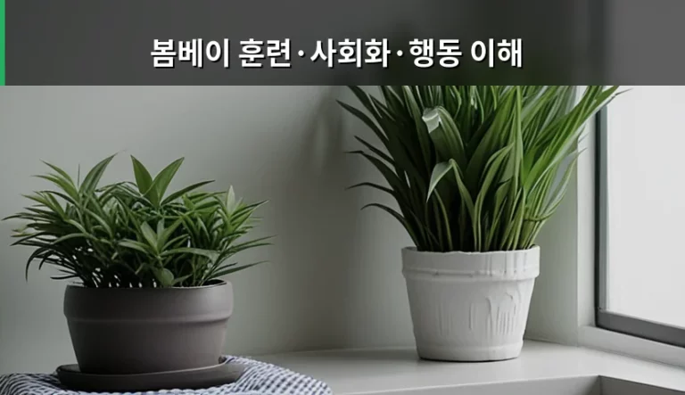 봄베이 훈련·사회화·행동 이해와 성격 관리법