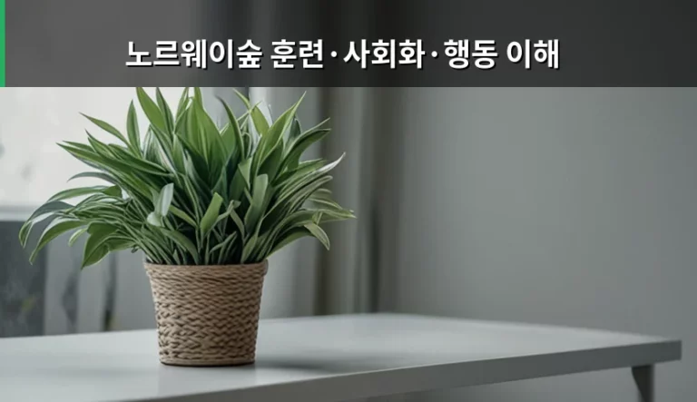 노르웨이숲 훈련·사회화·행동 이해와 올바른 케어 가이드