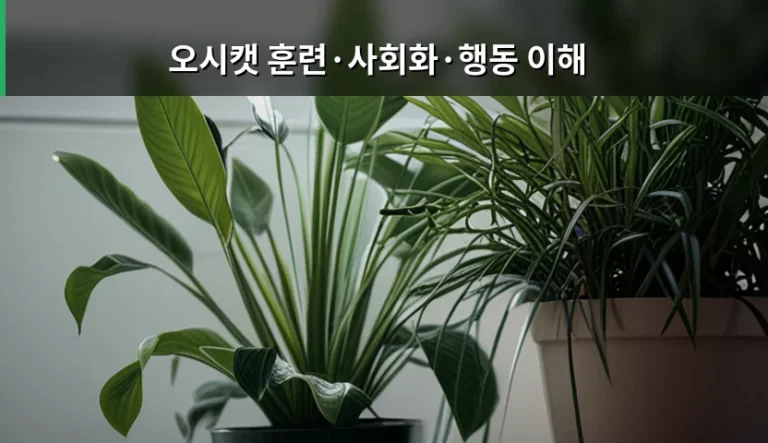 오시캣 훈련·사회화·행동 이해를 위한 실전 가이드