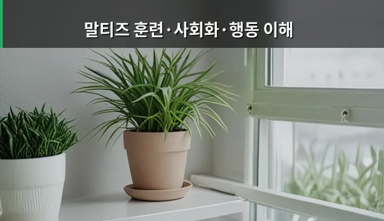 말티즈 훈련·사회화·행동 이해를 위한 반려견 가이드