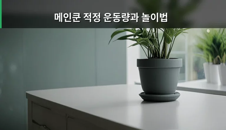 메인쿤 적정 운동량과 놀이법 및 건강 관리 가이드