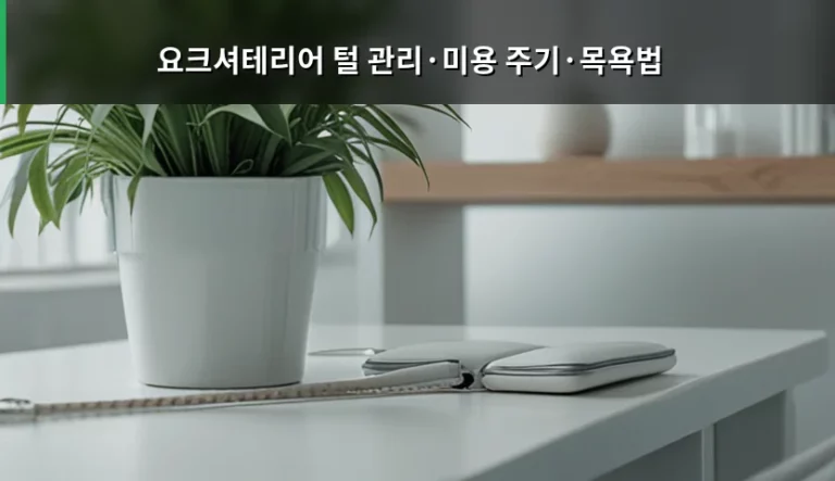 요크셔테리어 털 관리와 미용 주기 및 올바른 목욕법 가이드
