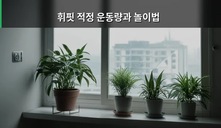 휘핏 적정 운동량과 놀이법 및 건강 관리 가이드
