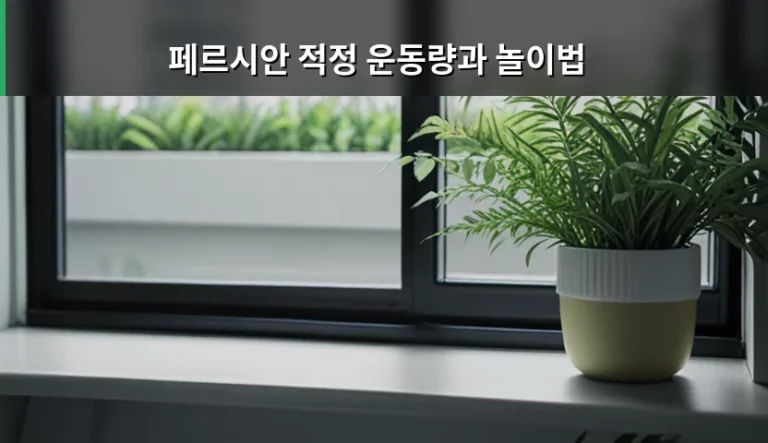 페르시안 고양이 적정 운동량과 놀이법 가이드