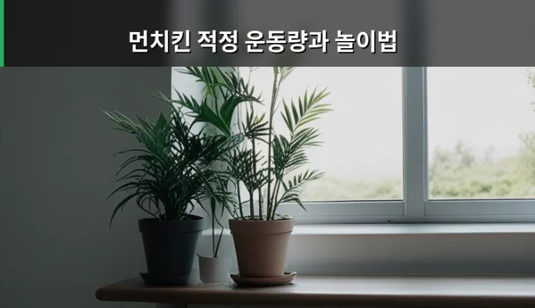 먼치킨 적정 운동량과 놀이법 및 건강 관리 가이드