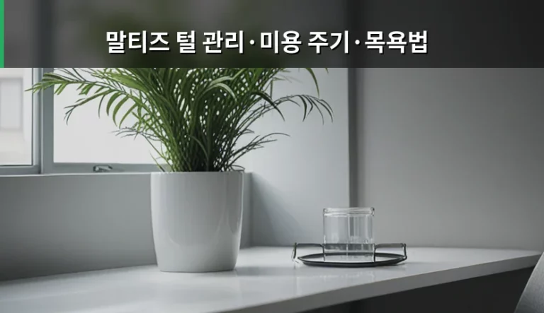 말티즈 털 관리와 미용 주기 및 올바른 목욕법 가이드