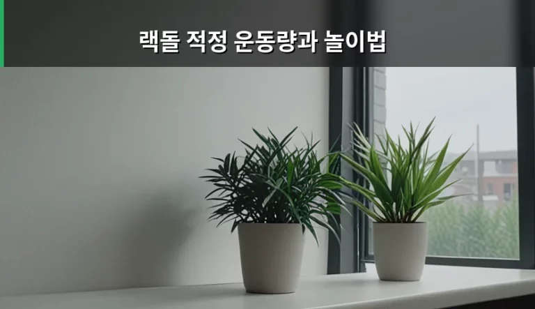 랙돌 적정 운동량과 놀이법 및 건강 관리 가이드