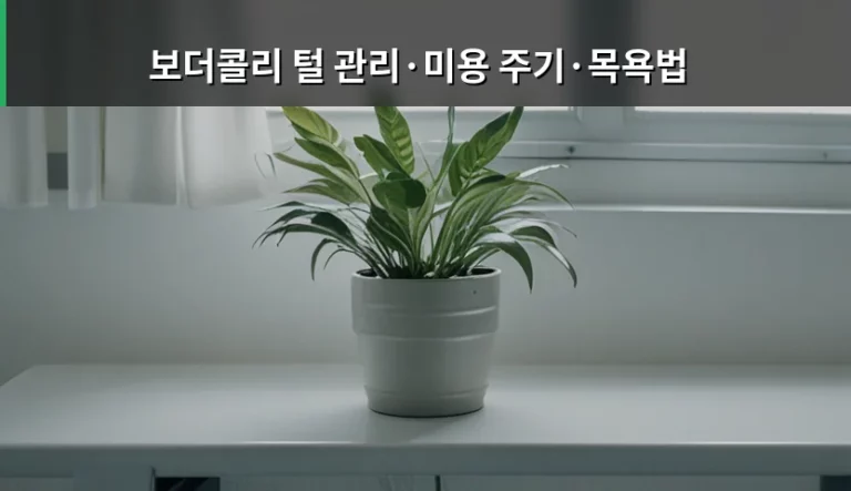 보더콜리 털 관리 미용 주기 및 목욕법 가이드
