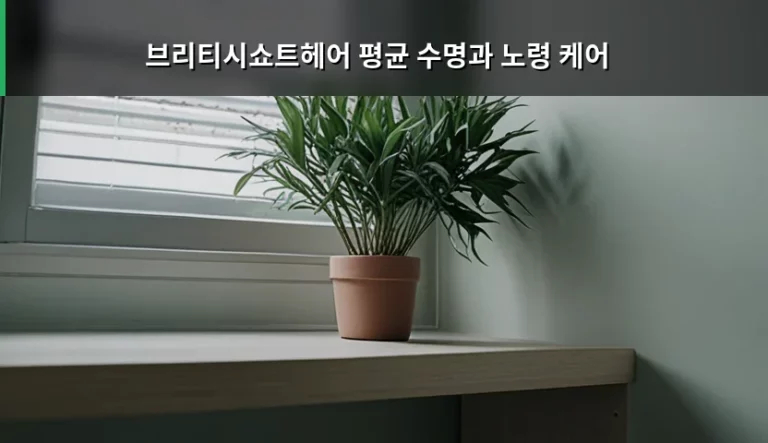 브리티시쇼트헤어 평균 수명과 노령 케어 관리 방법