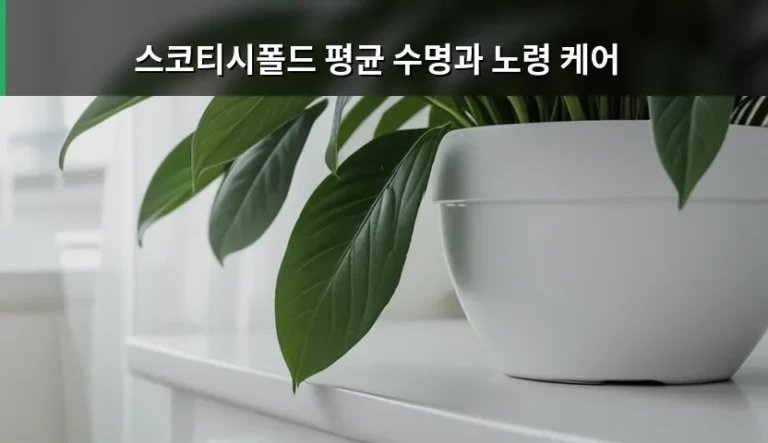 스코티시폴드 평균 수명과 노령 케어 관리 방법