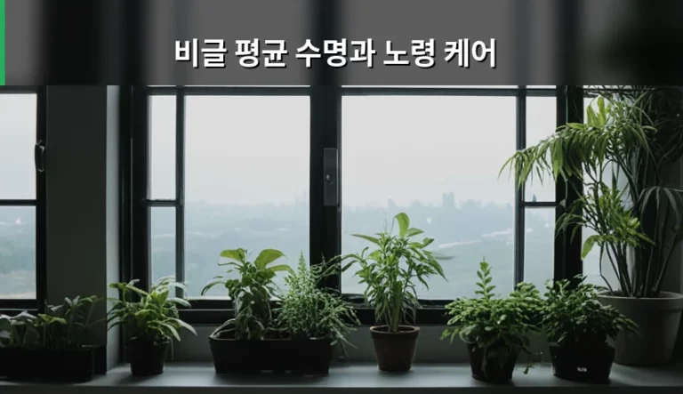 비글 평균 수명과 노령 케어 관리법 가이드