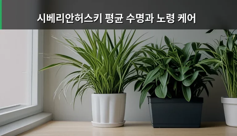 시베리안허스키 평균 수명과 노령 케어 가이드