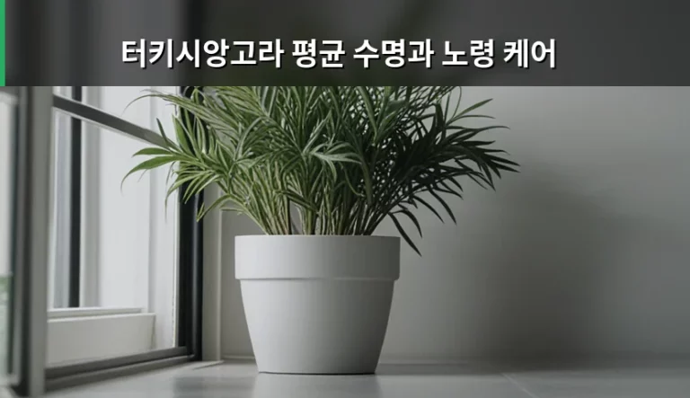 터키시앙고라 평균 수명과 노령 케어 관리 방법