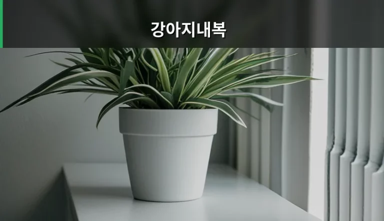 강아지내복 선택 기준과 올바른 착용 방법 가이드