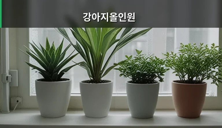 강아지올인원 건강관리 패키지 선택 가이드와 주의사항