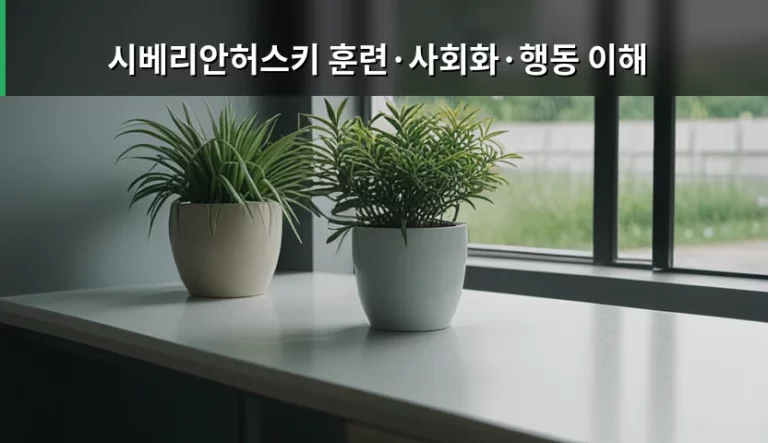 시베리안허스키 훈련 사회화 행동 이해를 위한 가이드
