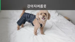 강아지여름옷 선택 기준과 견종별 주의사항 가이드