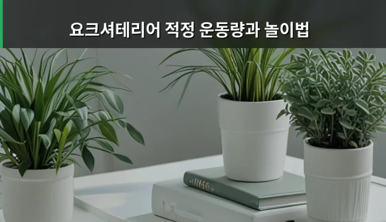 요크셔테리어 적정 운동량과 놀이법 관리 가이드